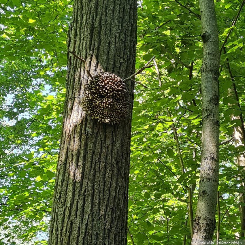 Горки Ленинские — Туризм и путешествия: фотоотчеты из поездок