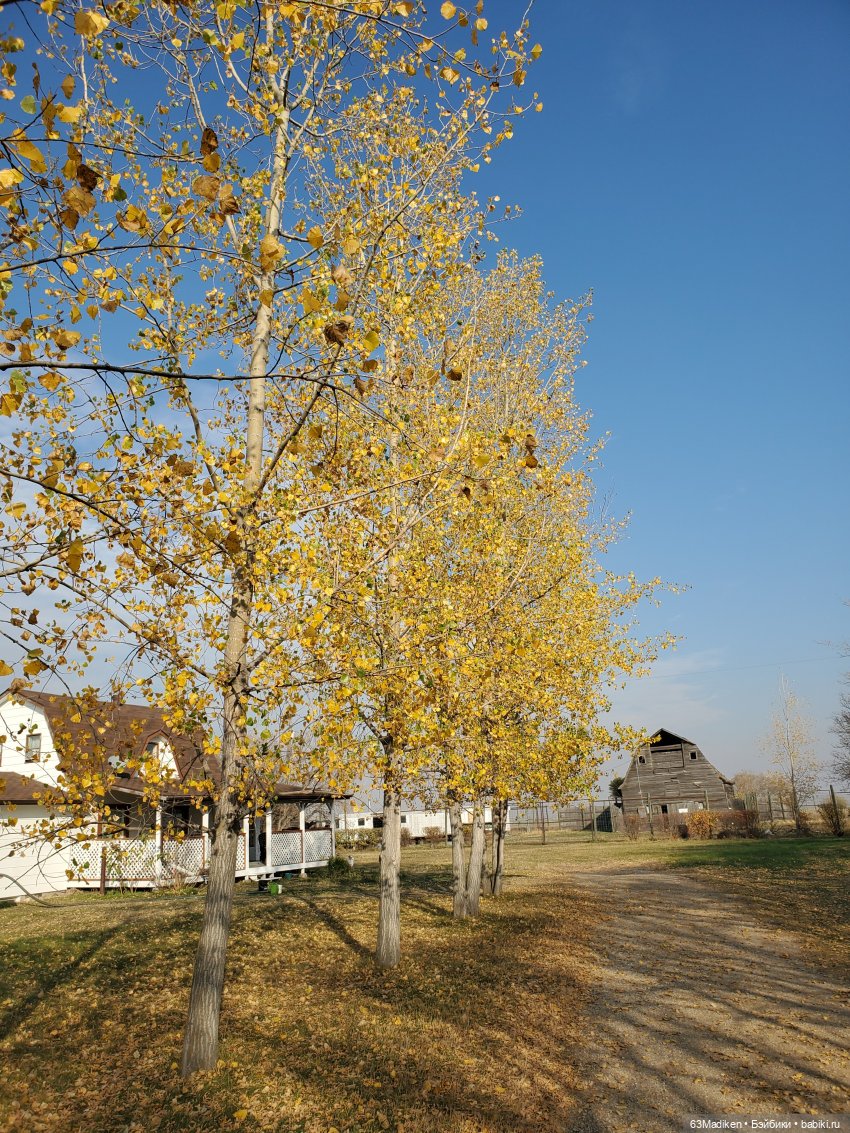 Подготовка к Хэллоуину — Куклы Gotz (Готц): Ханна