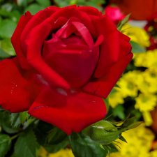 А я иду такая вся, в Дольче Габбана