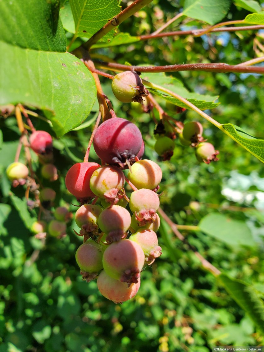 Солнечные выходные — Куклы Rainbow High (Рейнбоу Хай (фото 2)