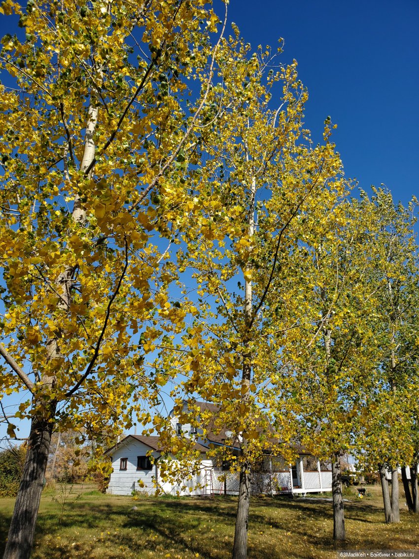 Месье Дюпон и "Таинственная " незнакомка