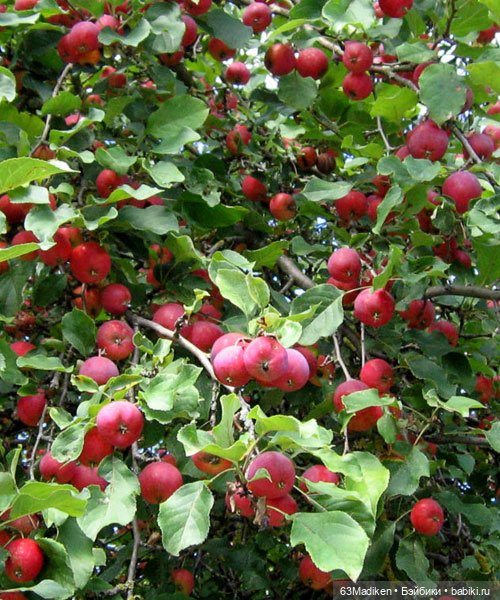 Яблоки Аманды — Игровые куклы разных производителей (Разное): редкие бренды (фото 3)