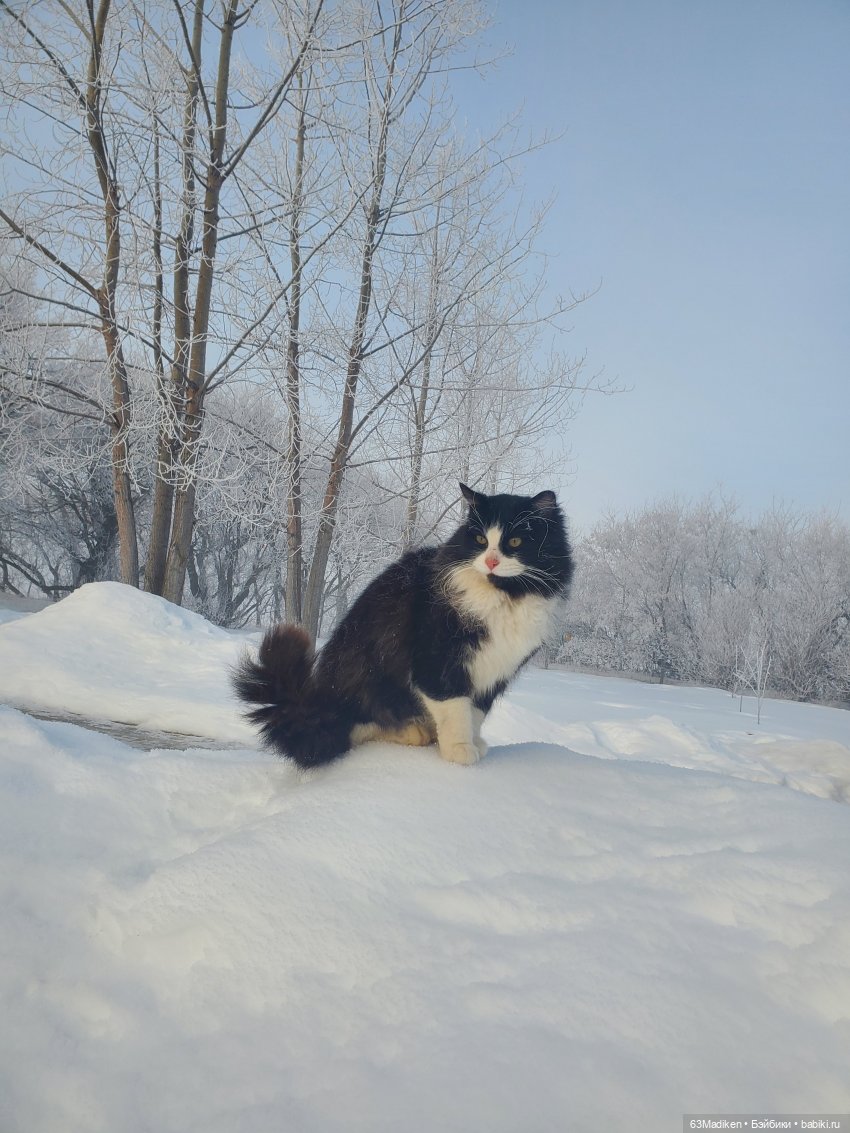 Первый снег Саши — Куклы Sasha Morgenthaler (Саша Моргенталер): Trendon (фото 6)