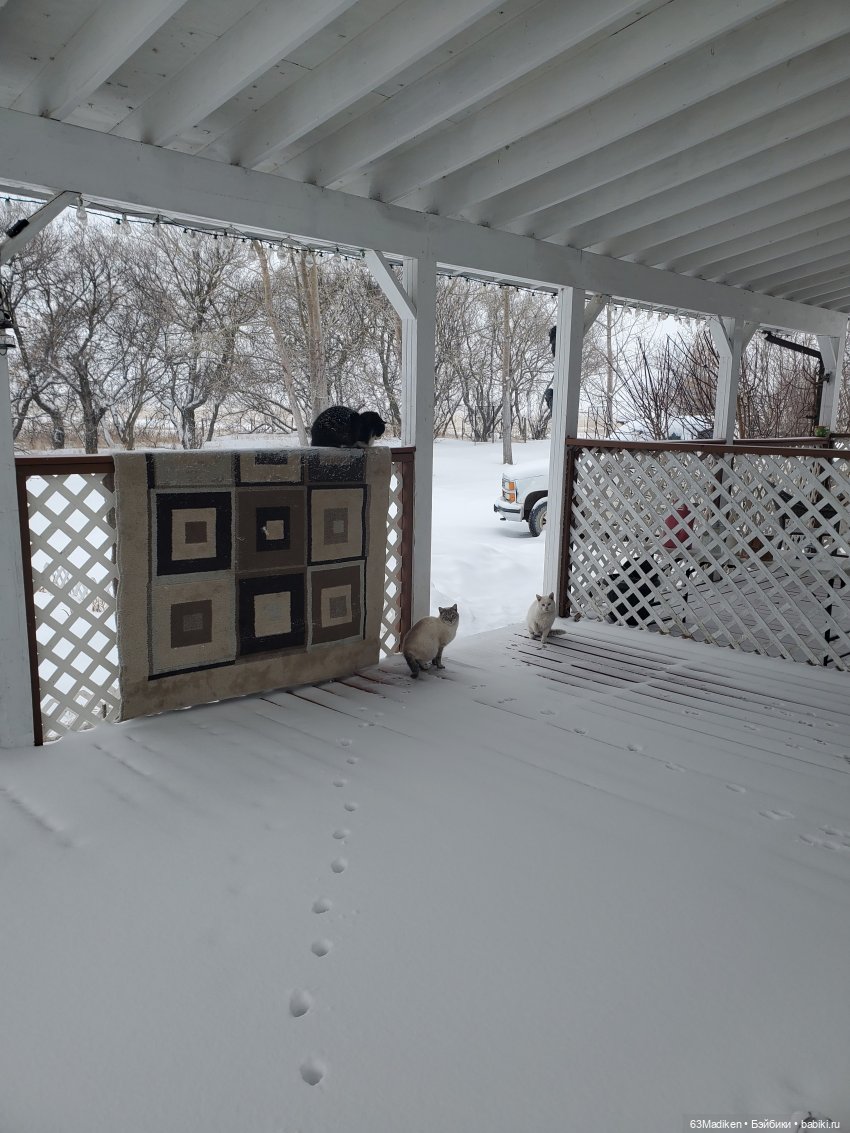 Конец марта — Куклы Sasha Morgenthaler (Саша Моргенталер): Trendon