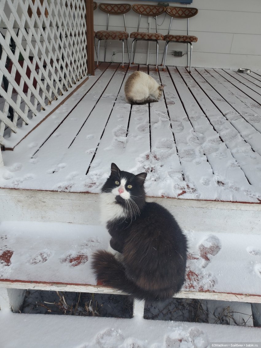 Это-снежная страница ❄ — Куклы Sasha Morgenthaler (Саша Моргенталер): Trendon (фото 3)