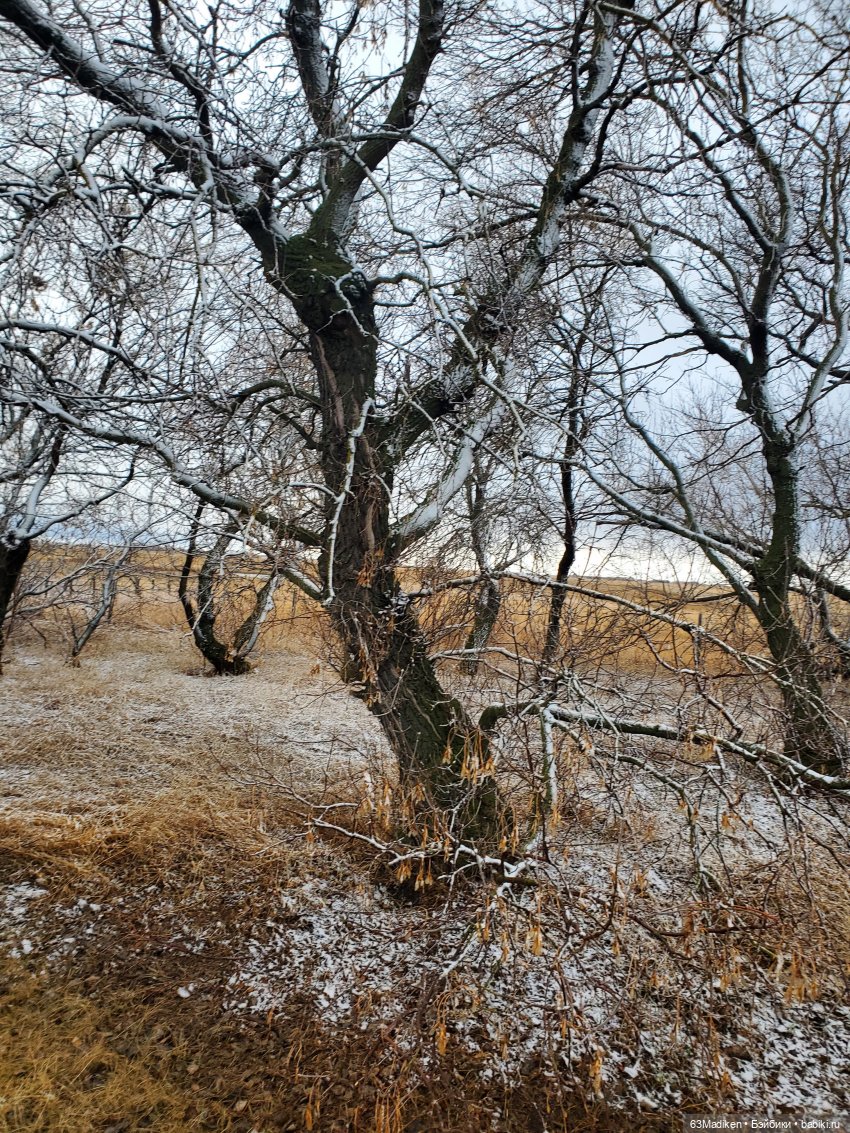 Это-снежная страница ❄ — Куклы Sasha Morgenthaler (Саша Моргенталер): Trendon (фото 5)