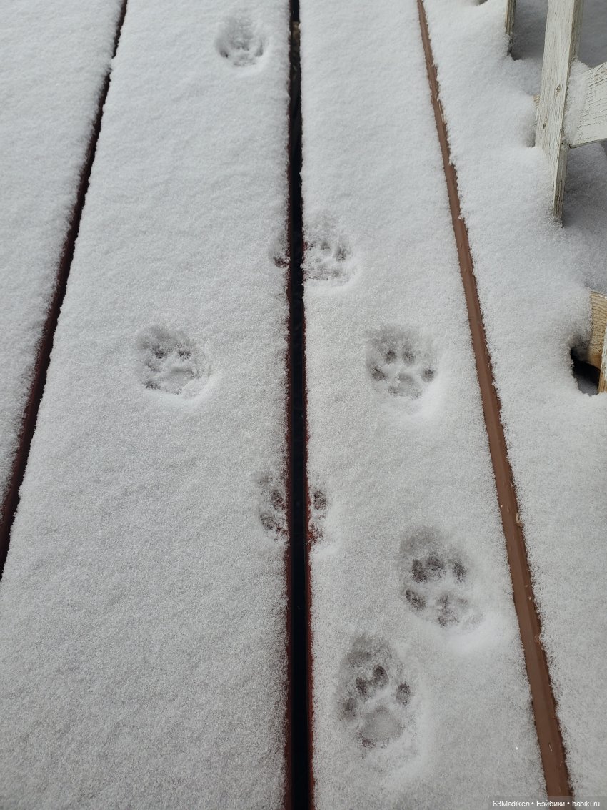 Это-снежная страница ❄ — Куклы Sasha Morgenthaler (Саша Моргенталер): Trendon