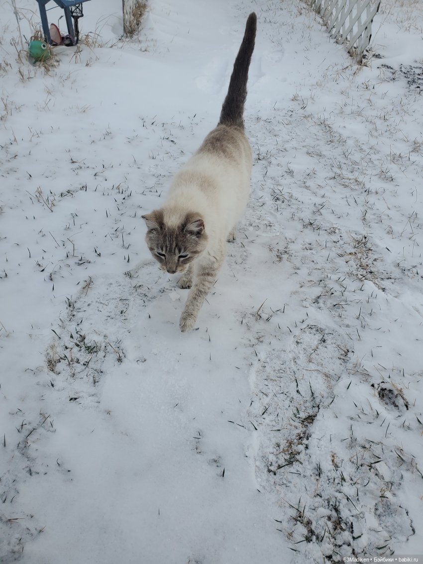 Это-снежная страница ❄ — Куклы Sasha Morgenthaler (Саша Моргенталер): Trendon (фото 2)