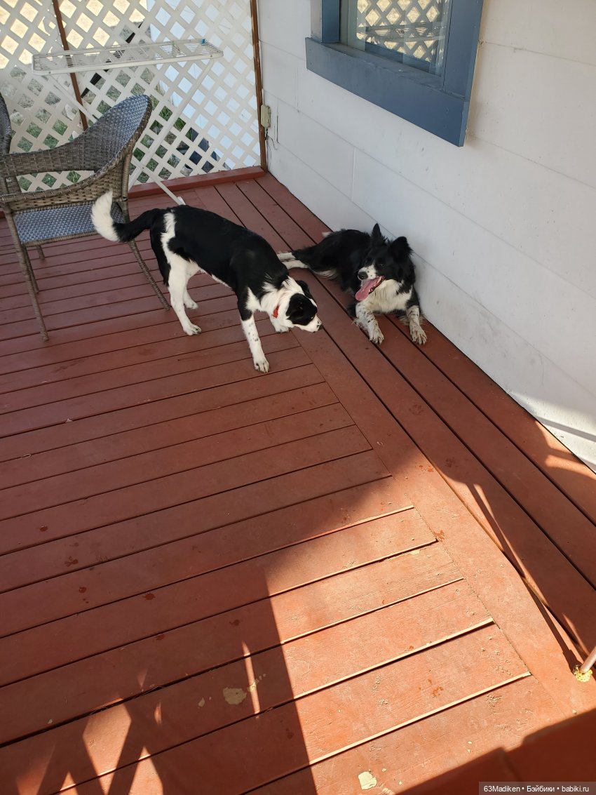 Дочка фермеров — Куклы Sasha Morgenthaler (Саша Моргенталер): Trendon (фото 2)