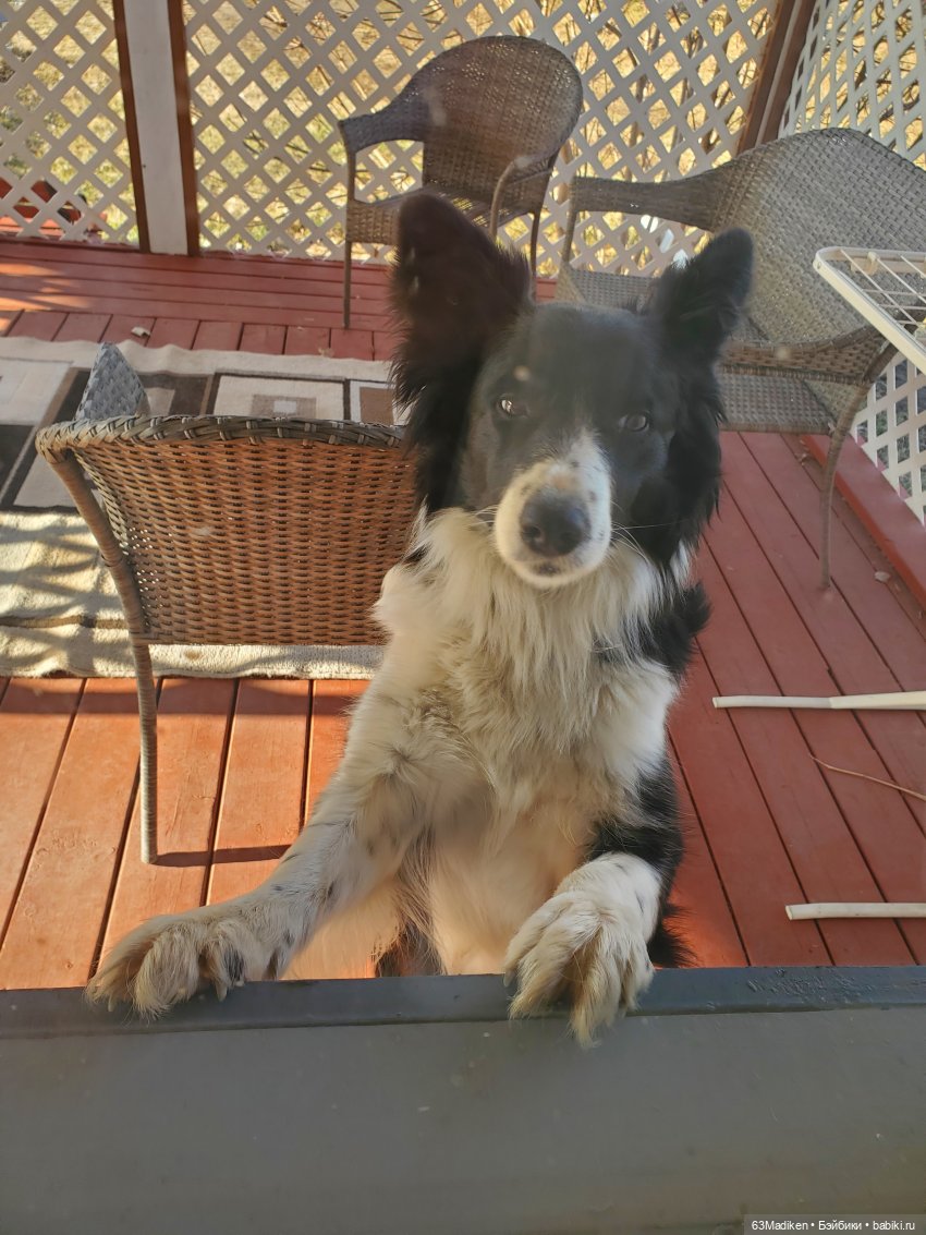 Дочка фермеров — Куклы Sasha Morgenthaler (Саша Моргенталер): Trendon (фото 3)