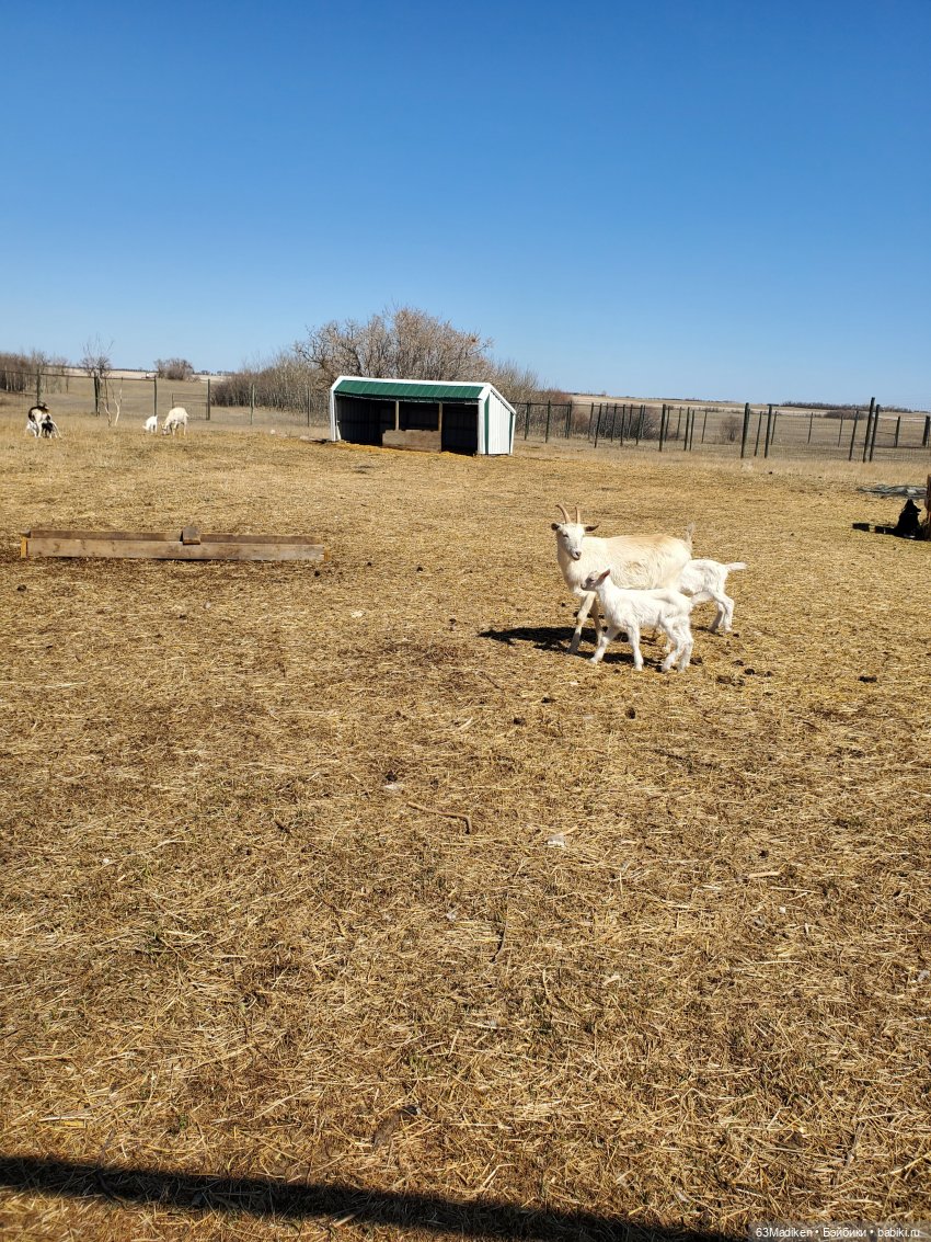 Дочка фермеров — Куклы Sasha Morgenthaler (Саша Моргенталер): Trendon (фото 6)