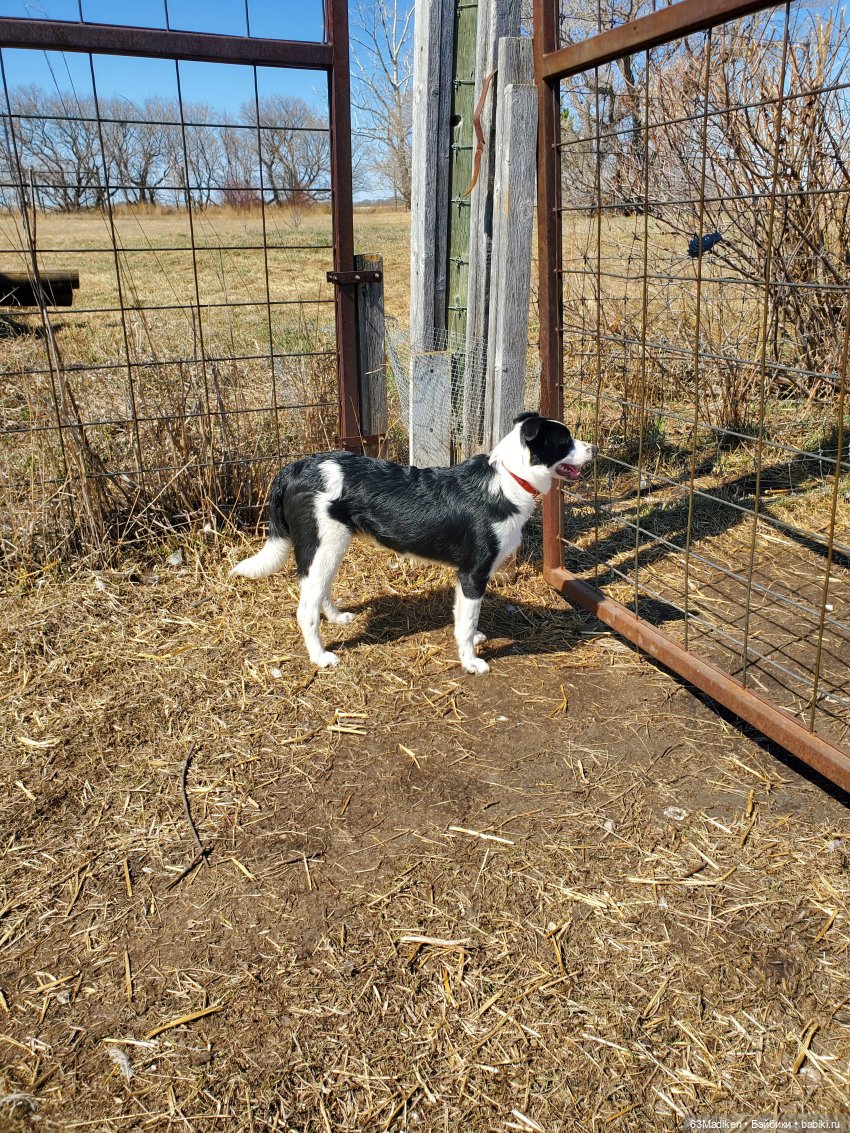 Дочка фермеров — Куклы Sasha Morgenthaler (Саша Моргенталер): Trendon (фото 7)