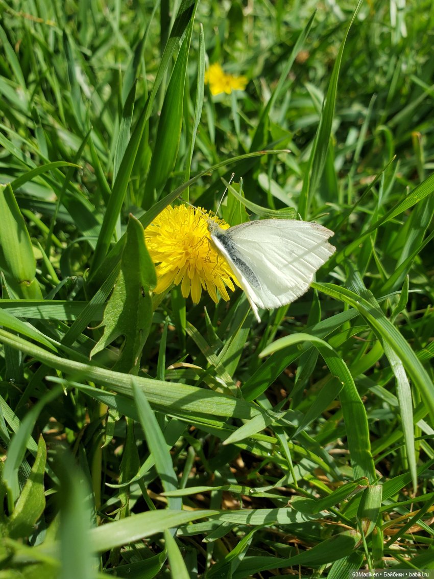 Саши и... стихи про лягушат (фото 7)