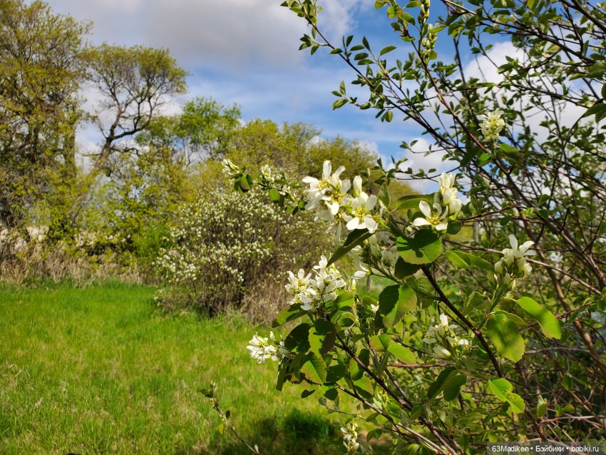 Саши и... стихи про лягушат (фото 2)