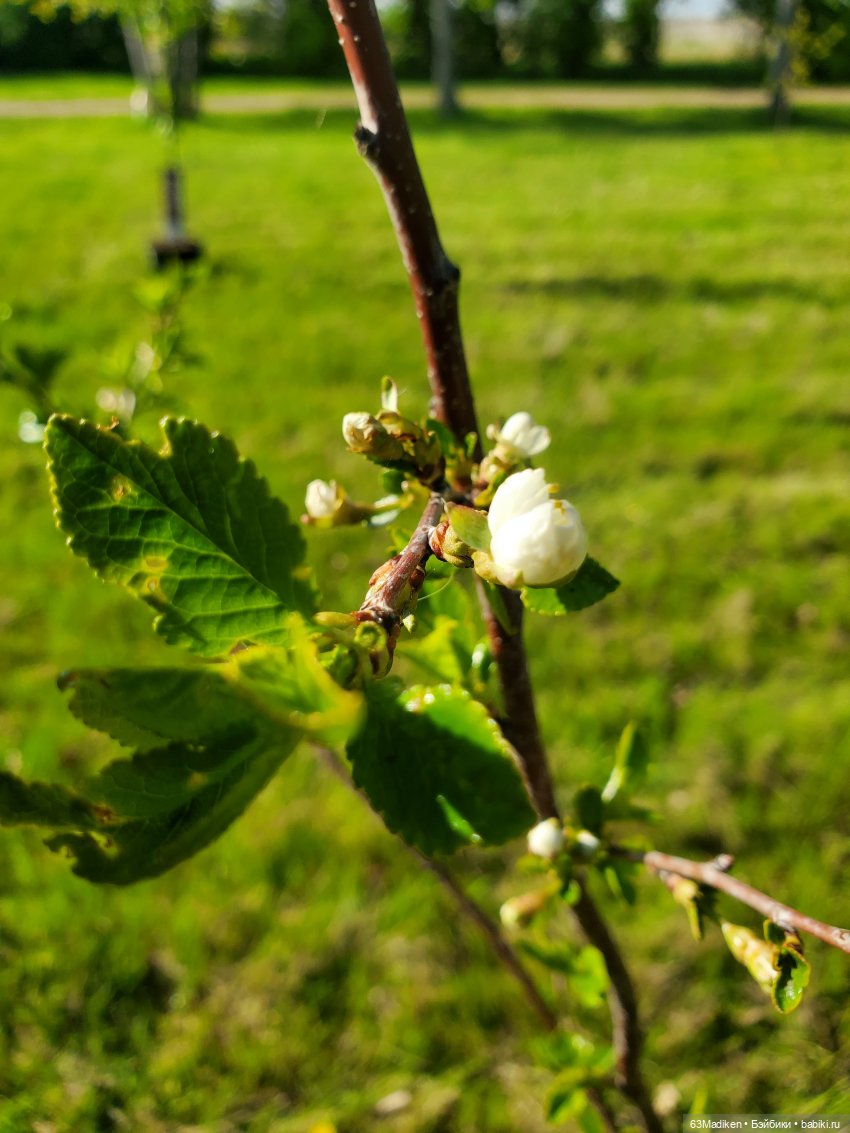 Я садовником родился — Куклы Sasha Morgenthaler (Саша Моргенталер): Trendon (фото 7)