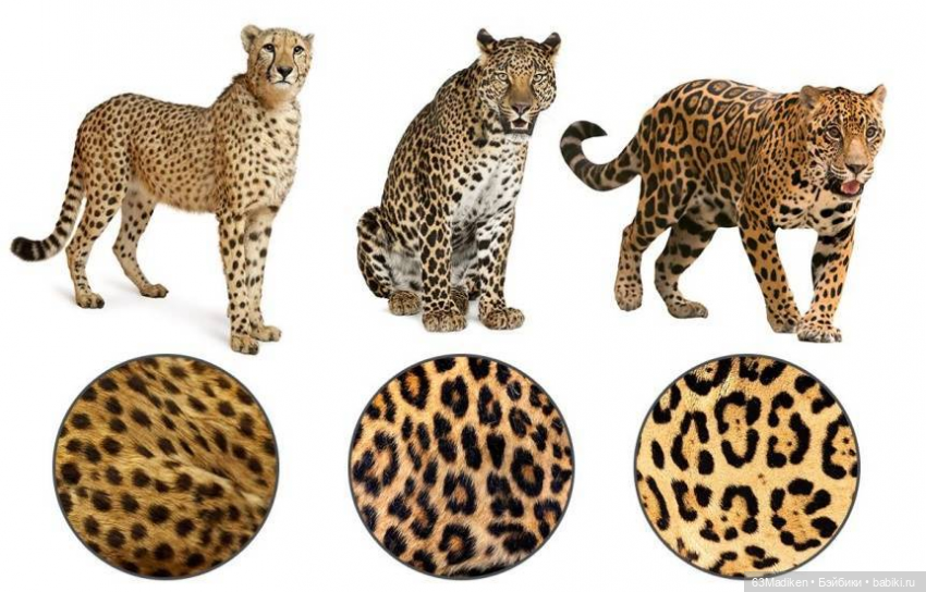 Ох уж эти..."ягуляры " — Куклы Sasha Morgenthaler (Саша Моргенталер): Trendon (фото 2)