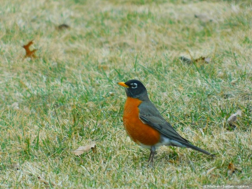 Июньский день — Куклы Sasha Morgenthaler (Саша Моргенталер): Trendon (фото 6)