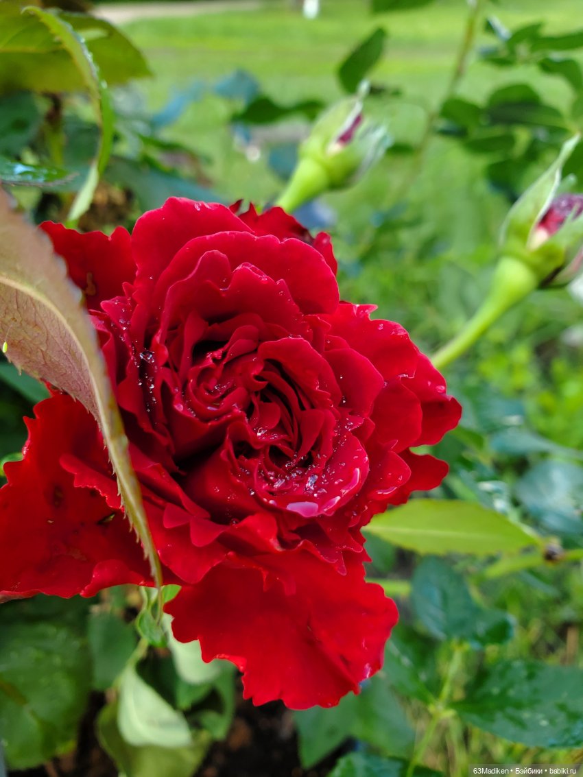 Июньский день — Куклы Sasha Morgenthaler (Саша Моргенталер): Trendon (фото 5)