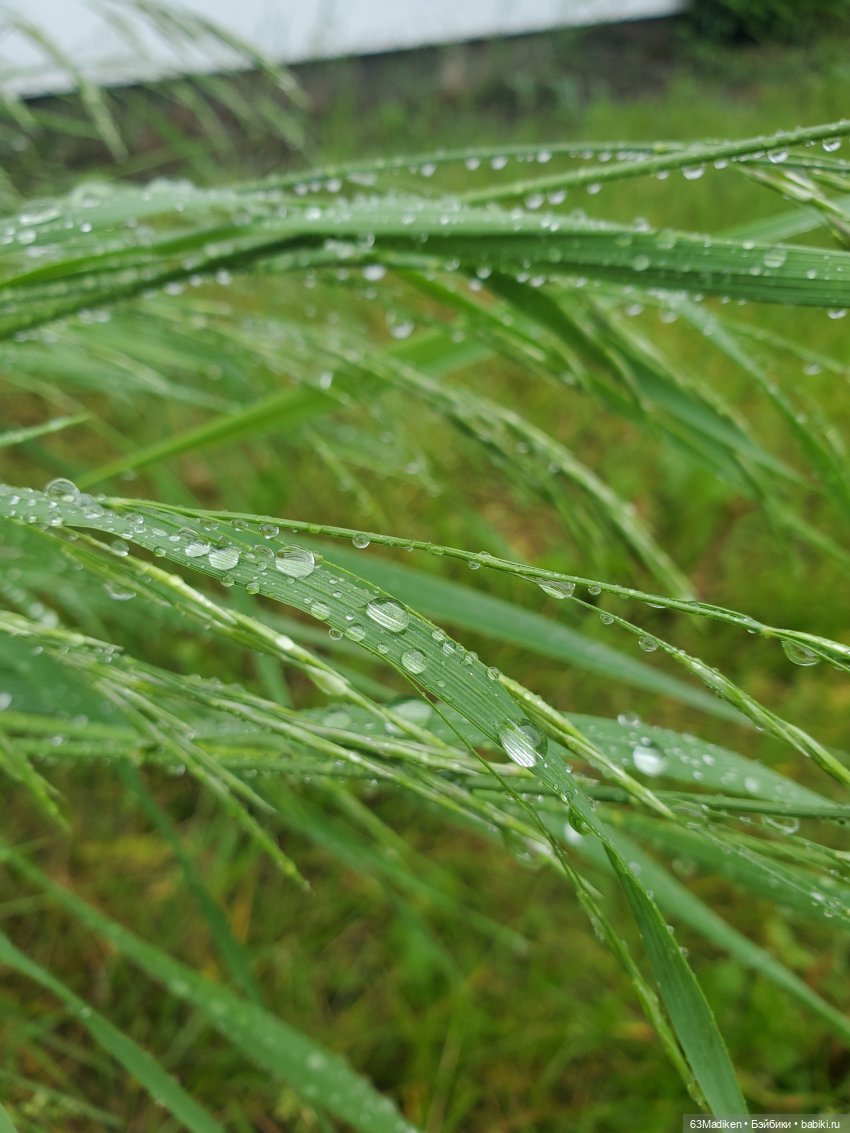 Июньский день — Куклы Sasha Morgenthaler (Саша Моргенталер): Trendon