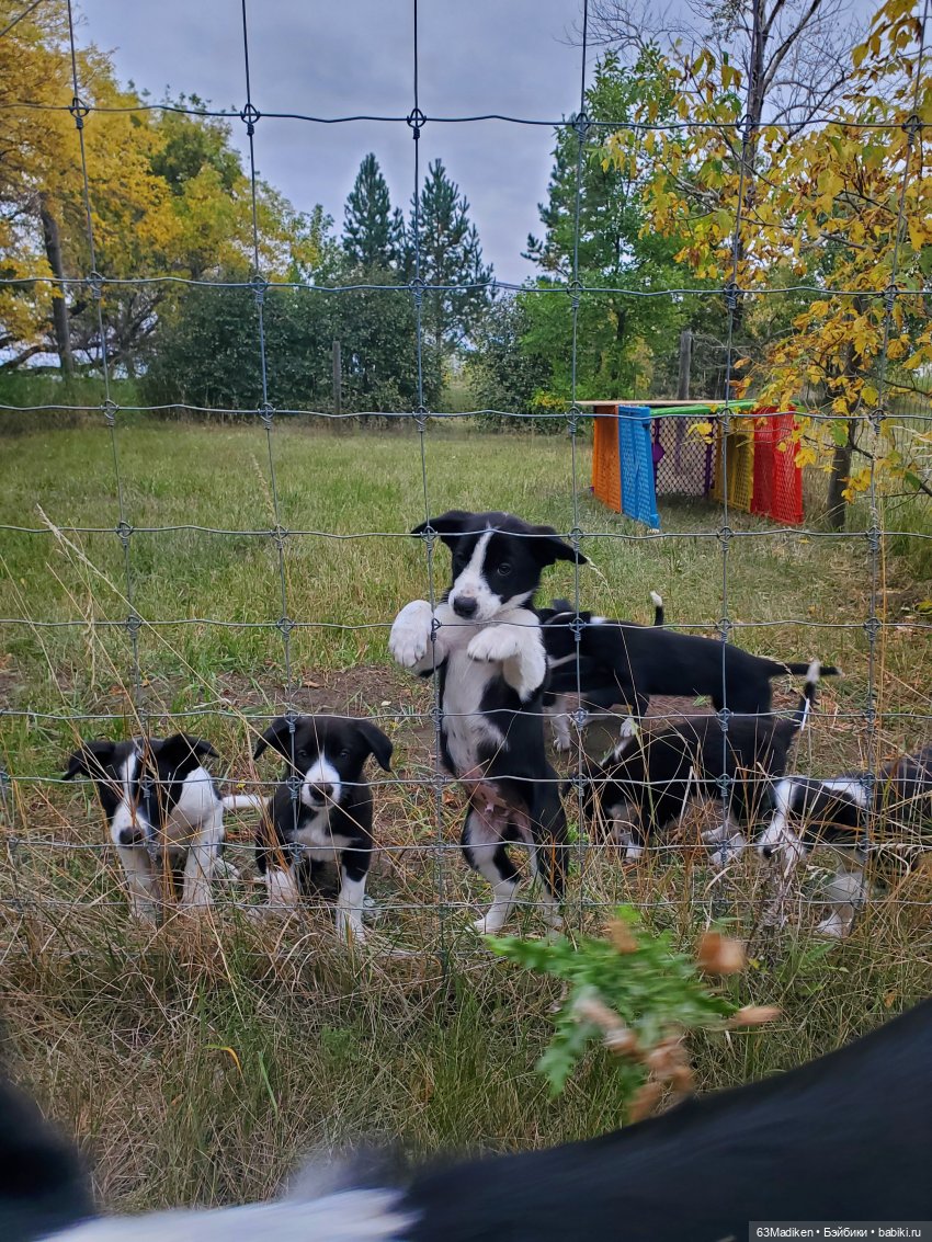 Осенняя зарисовка | Бэйбики Осенняя зарисовка — Куклы Sasha Morgenthaler (Саша Моргенталер): Trendon (фото 4)