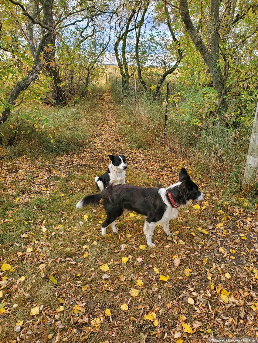 Осенняя зарисовка | Бэйбики Осенняя зарисовка — Куклы Sasha Morgenthaler (Саша Моргенталер): Trendon (фото 3)