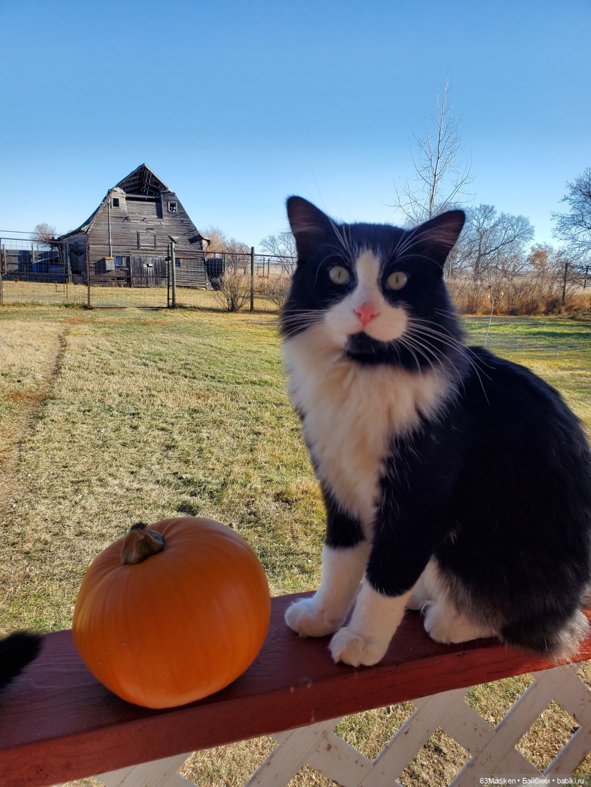 Саша и Хэллоуин — Куклы Sasha Morgenthaler (Саша Моргенталер): Trendon (фото 3)