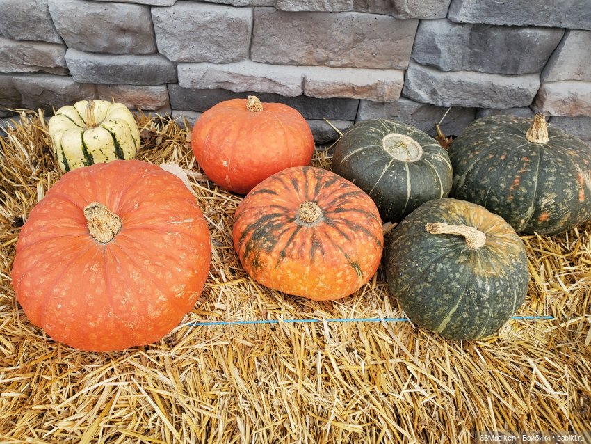 У озера — Куклы Sasha Morgenthaler (Саша Моргенталер): Trendon (фото 5)