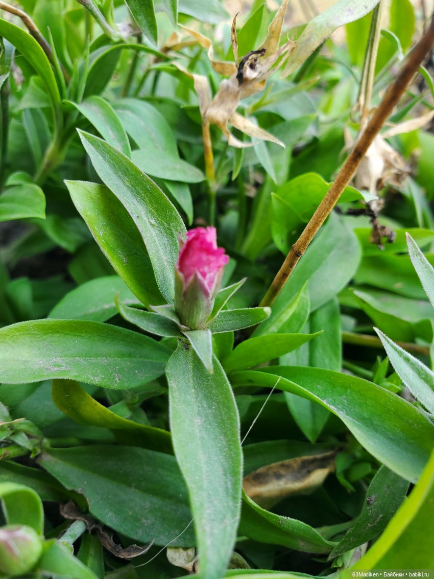 Зачем мы ходим в сэконд — Игровые куклы разных производителей (Разное): редкие бренды (фото 7)