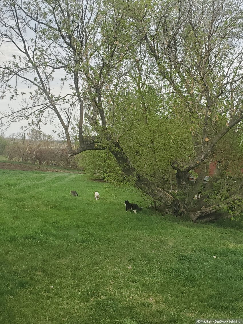 Майский день или Хозяйка усадьбы (фото 6)