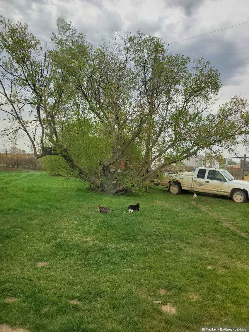 Майский день или Хозяйка усадьбы (фото 5)