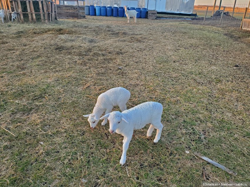 Майский день или Хозяйка усадьбы (фото 9)