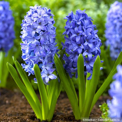 Фаина — Куклы Monster High и Ever After High: G1 (фото 3)