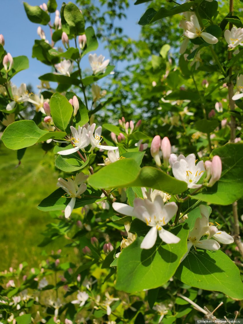 Летний ветер Жасмин Братц