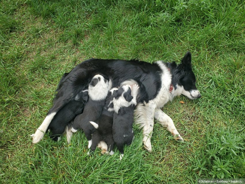 Бродяги — Интересные игрушки и фигурки (разное): редкие (фото 9)