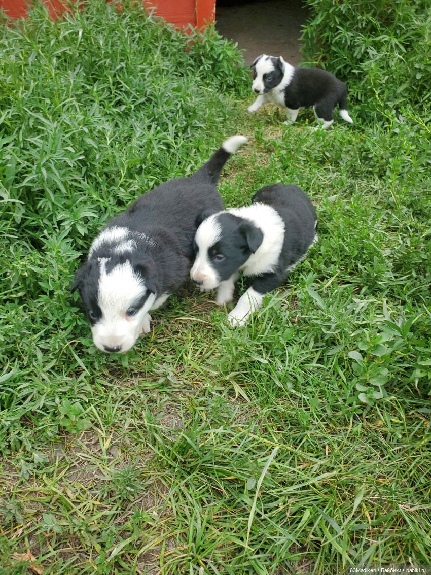 Бродяги — Интересные игрушки и фигурки (разное): редкие (фото 7)