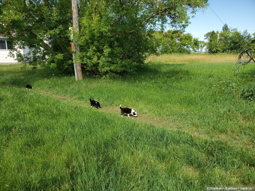 Бродяги — Интересные игрушки и фигурки (разное): редкие (фото 8)