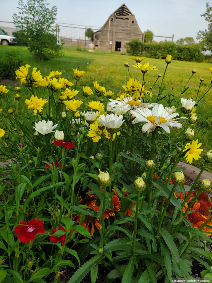 Ромашка в октябре — Куклы Rainbow High (Рейнбоу Хай (фото 2)