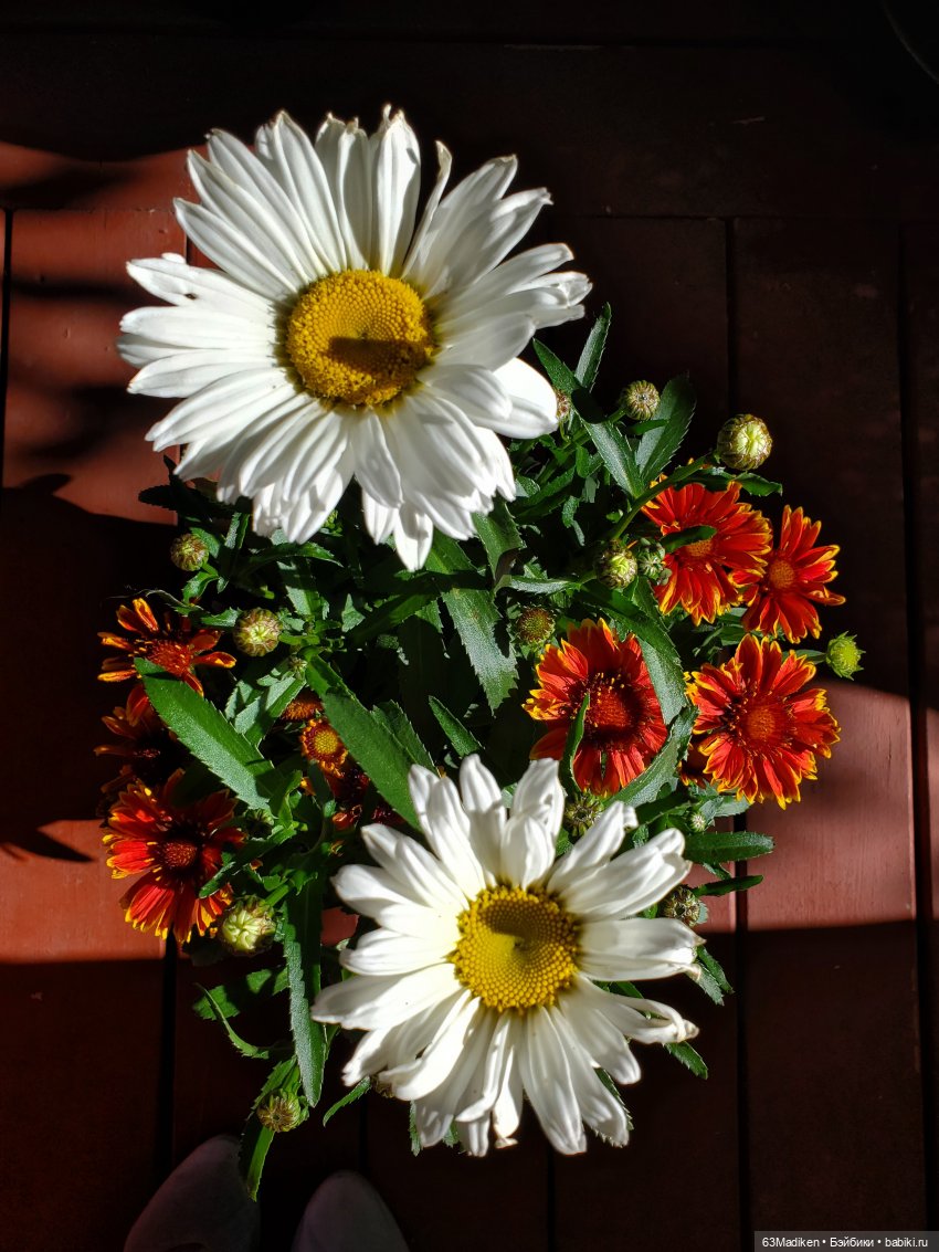 Ромашка в октябре — Куклы Rainbow High (Рейнбоу Хай