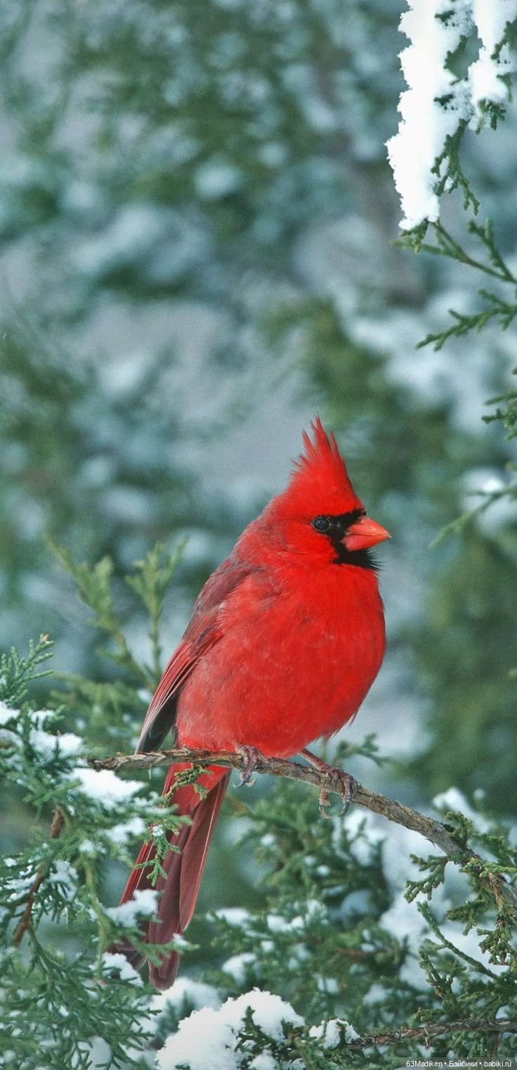 Красный кардинал — Куклы Sasha Morgenthaler (Саша Моргенталер): Trendon (фото 4)