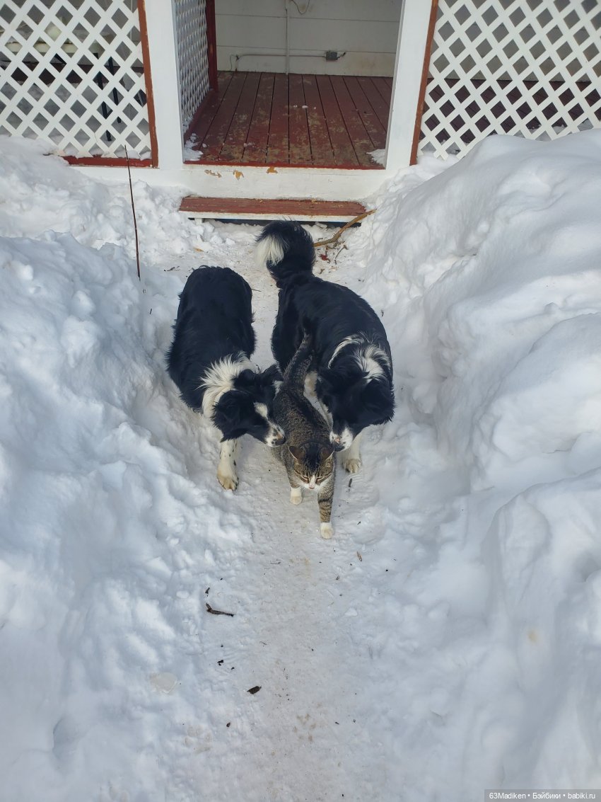 Моана чувствует весну — Куклы Disney Animators и Принцессы Диснея: Disney Store