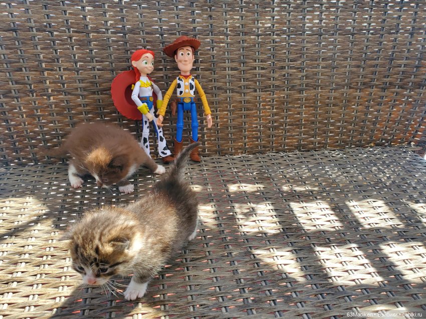 Ребята и котята — Куклы Mattel (Маттел) разное: Enchantimals (фото 8)