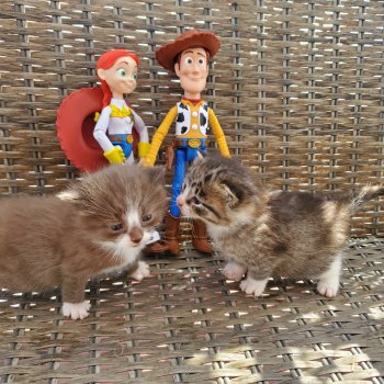 Ребята и котята