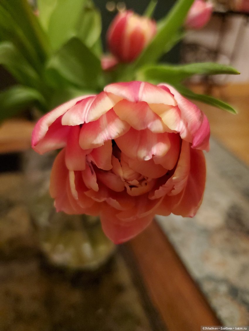 Тюльпаны и Любовь Петровна