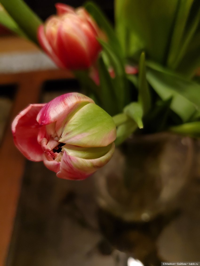 Тюльпаны и Любовь Петровна (фото 2)