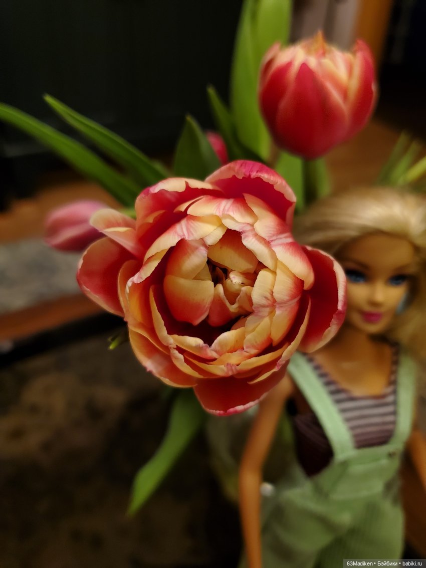 Тюльпаны и Любовь Петровна (фото 6)