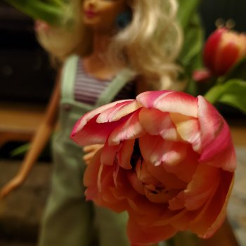 Тюльпаны и Любовь Петровна