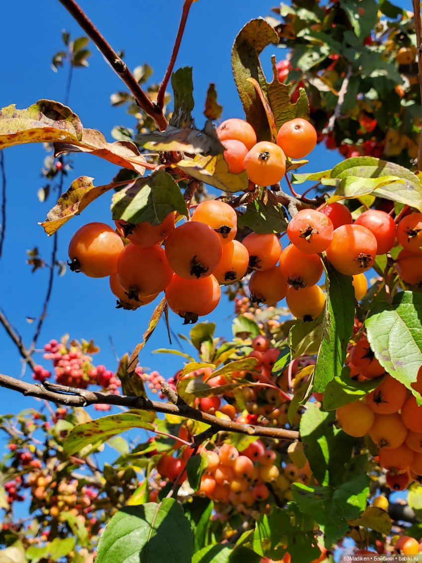 Клара и Зайка в парке 🍏 — Куклы Corolle (Королле): французские (фото 4)