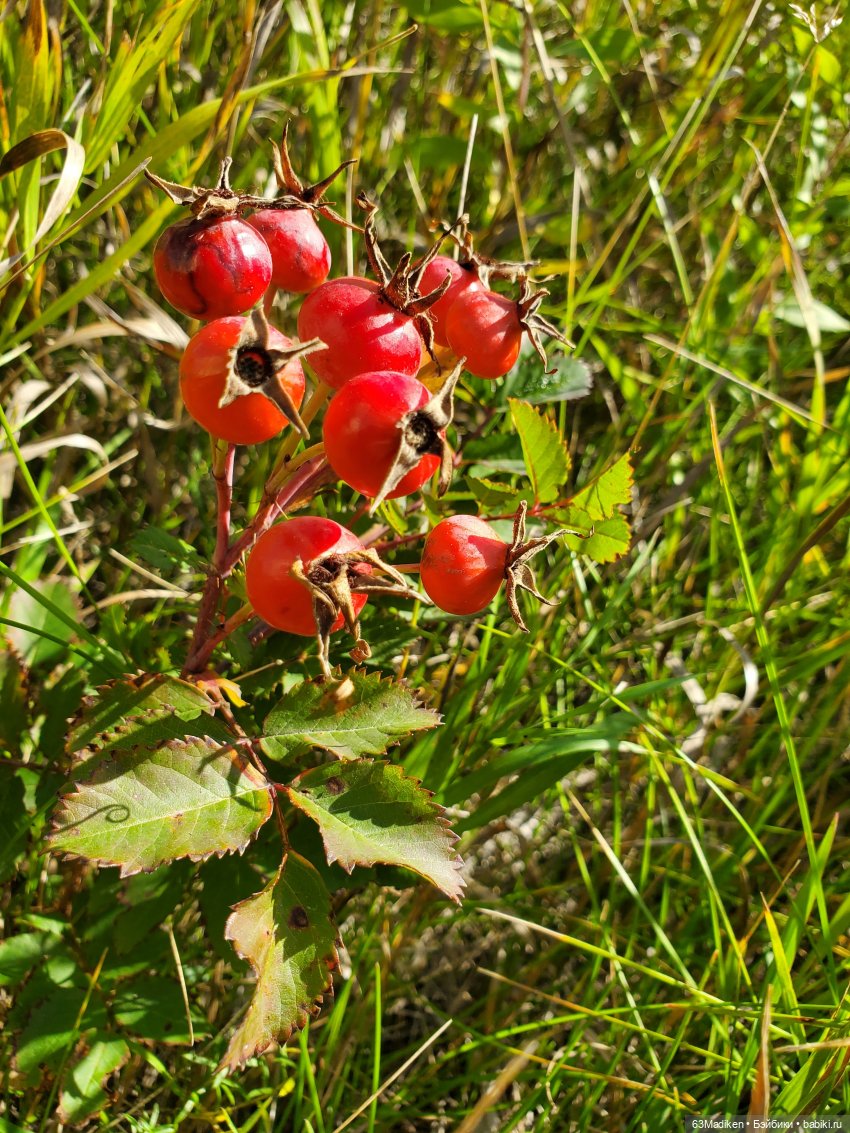 Под солнцем сентября — Куклы Heidi Ott (Хайди Отт): Швейцария (фото 7)