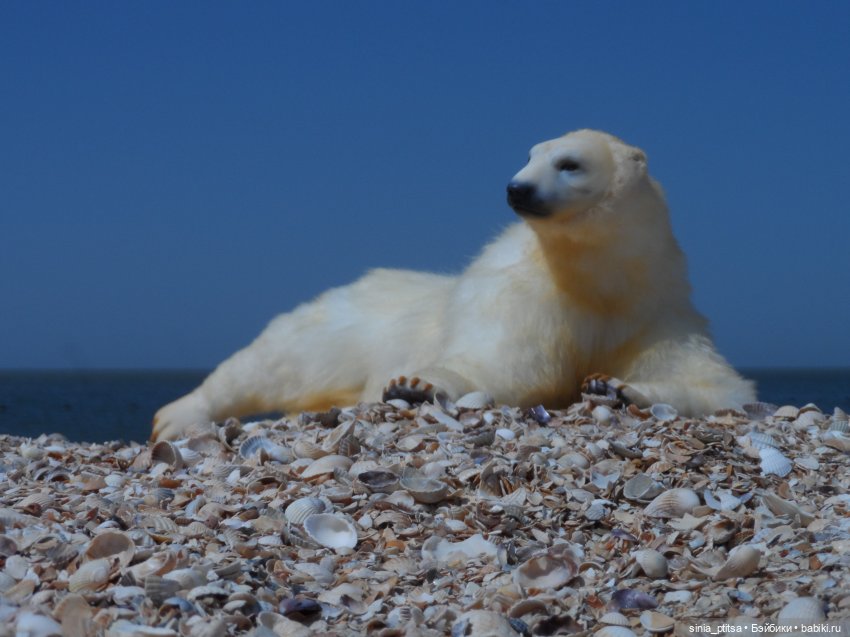 Привед медвед — Авторские игрушки ручной работы: Тедди (фото 2)
