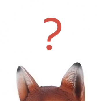 Пойман! Разыскивается лисенок для румбокса